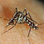 Malaria grave: síntomas y riesgos